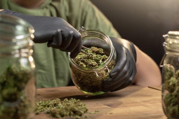 CatholicVote joins more than 40 orgs urging Trump to reject downgrading marijuana